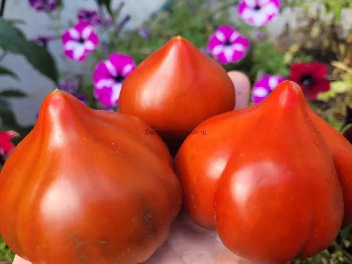 tryufelnoe-serdtse-niny-main-175836