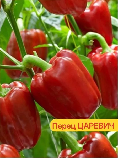 tsarevich-main-180485