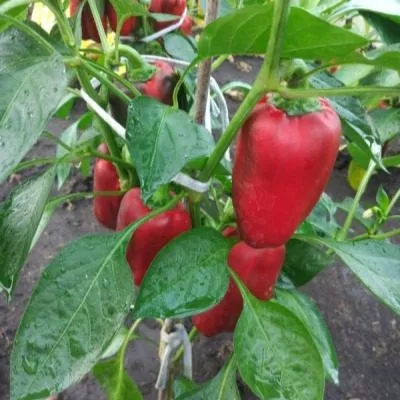 tsesarevich-3-188897