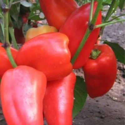 tsesarevich-4-188897