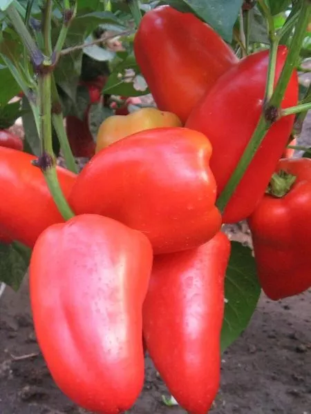 tsesarevich-main-188897