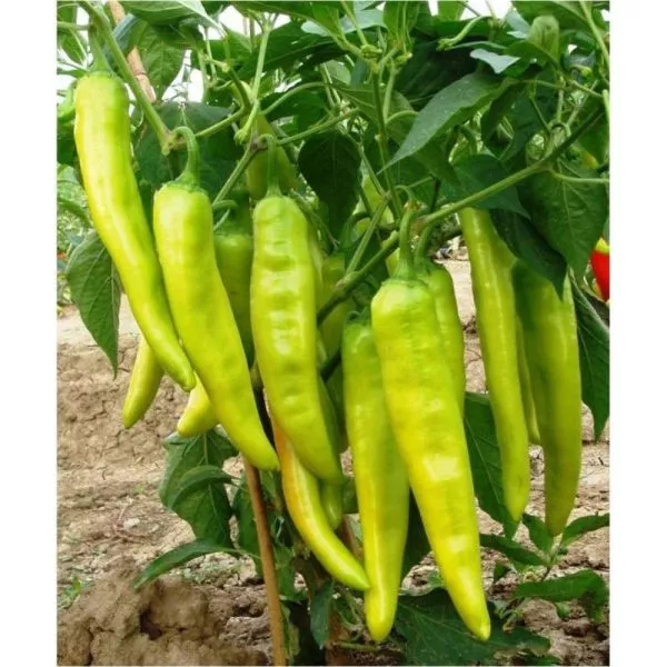 tsitsak-armyanskiy-1-190909