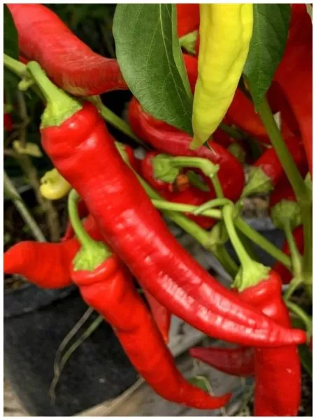 tsitsak-armyanskiy-2-190909