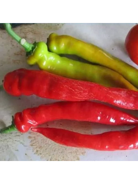 tsitsak-armyanskiy-3-190909