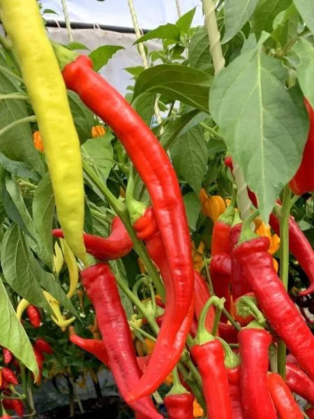 tsitsak-armyanskiy-4-190909