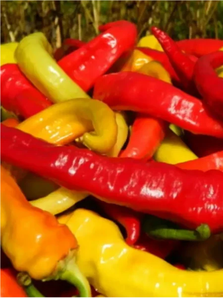 tsitsak-armyanskiy-8-190909