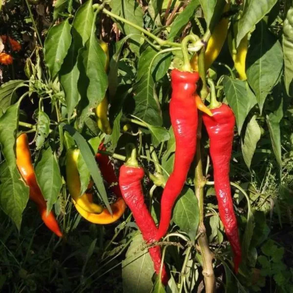 tsitsak-armyanskiy-9-190909