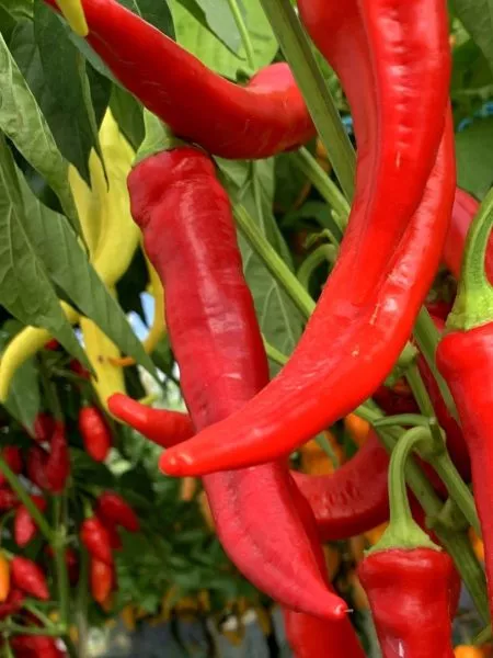 tsitsak-armyanskiy-main-190909