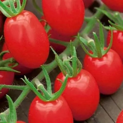 tutti-frutti-5-176777