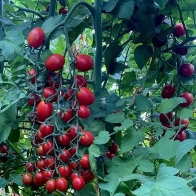 tutti-frutti-6-176777