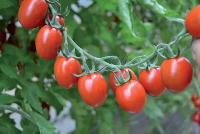 tutti-frutti-main-176777