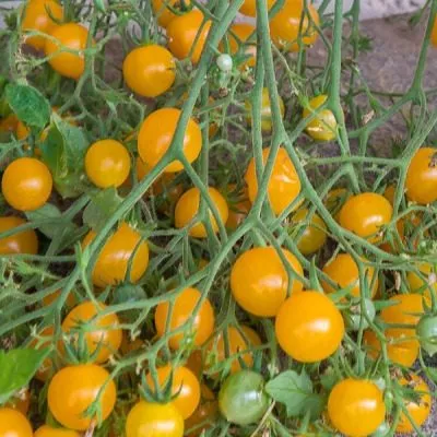 tysyacha-tsvetov-4-170729