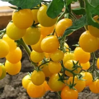 tysyacha-tsvetov-5-170729