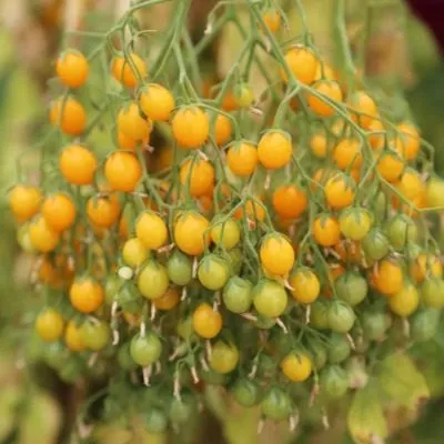 tysyacha-tsvetov-6-170729