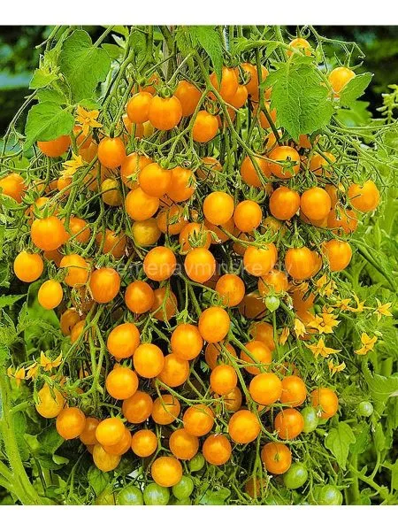 tysyacha-tsvetov-main-170729