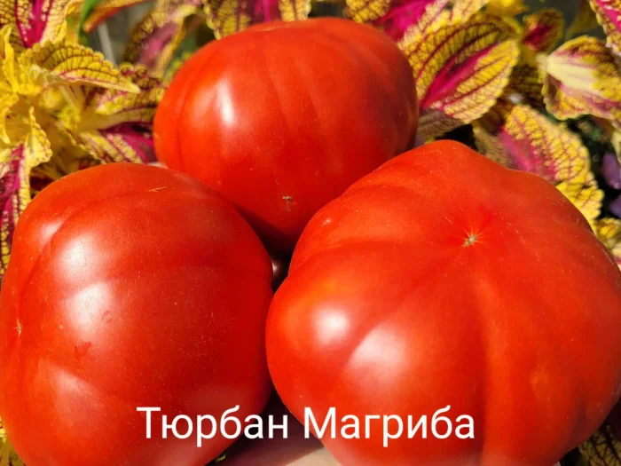 tyurban-magriba-1-171698