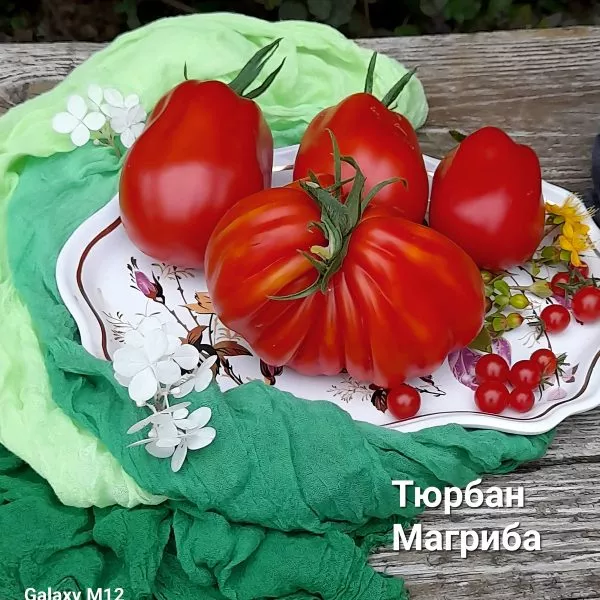 tyurban-magriba-2-171698