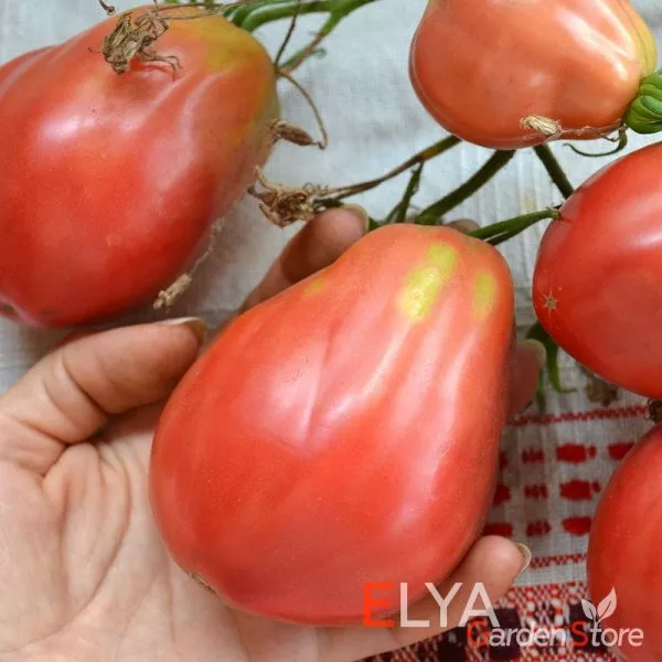 tyurban-magriba-3-171698