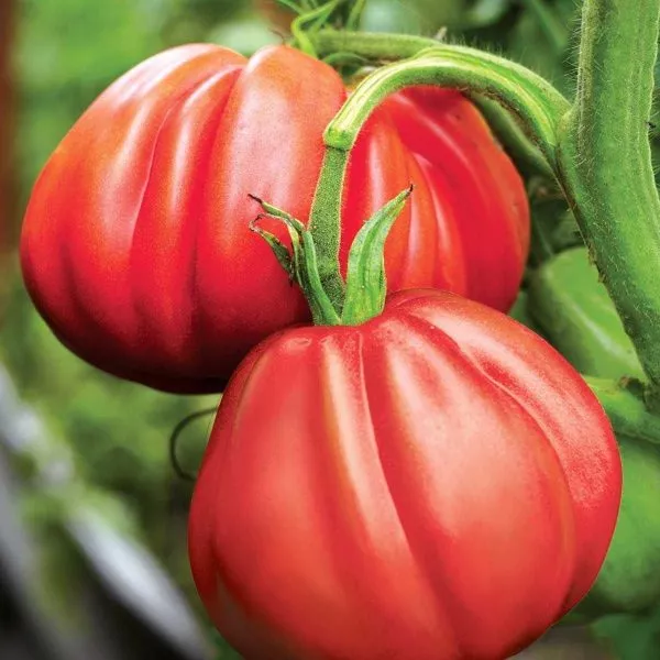 tyurban-magriba-4-171698