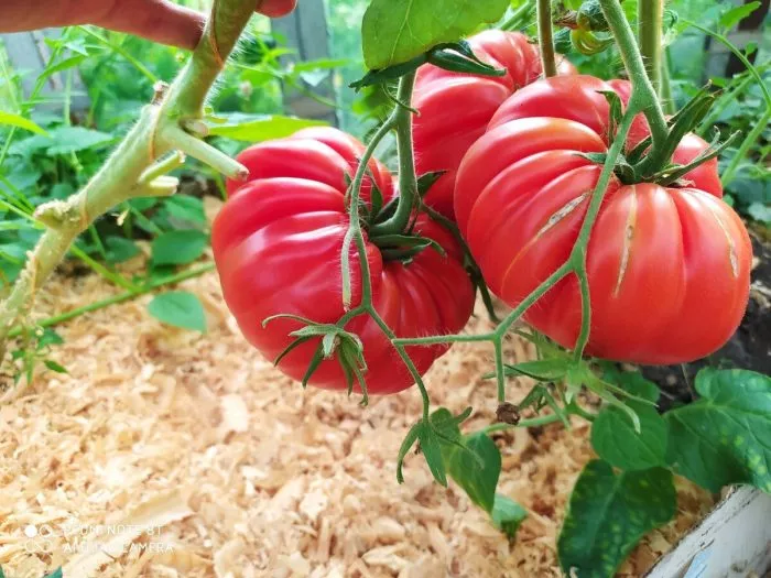 tyurban-magriba-6-171698