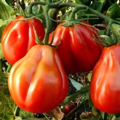 tyurban-magriba-8-171698