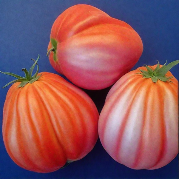 tyurban-magriba-main-171698