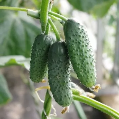 upletayka-main-200635