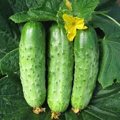 uralskiy-ekspress-main-200965