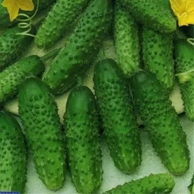 uralskiy-kornishon-4-200478