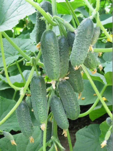 vanyusha-main-198629