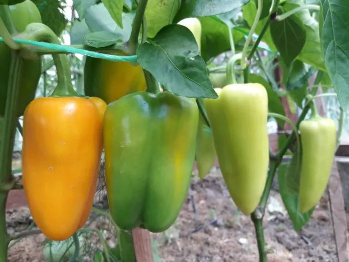 vasya-vasilek-1-183362