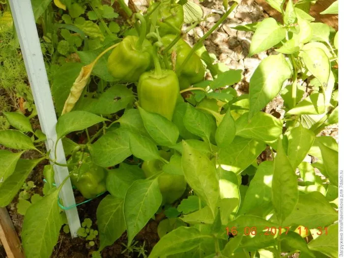 vasya-vasilek-3-183362