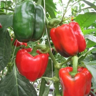 velikolepnyy-vek-main-188337