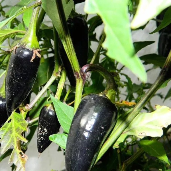 vengerskiy-chernyy-2-181375