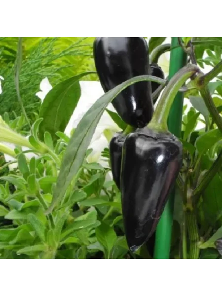 vengerskiy-chernyy-3-181375