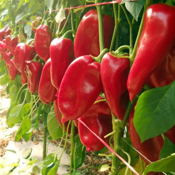 vernoe-serdtse-1-184302