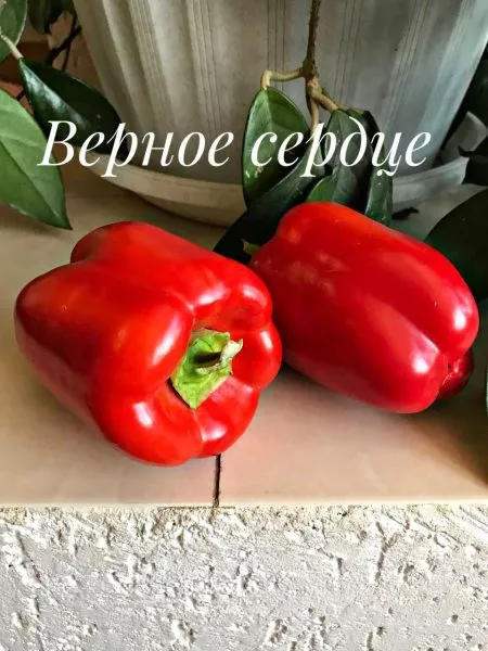 vernoe-serdtse-4-184302