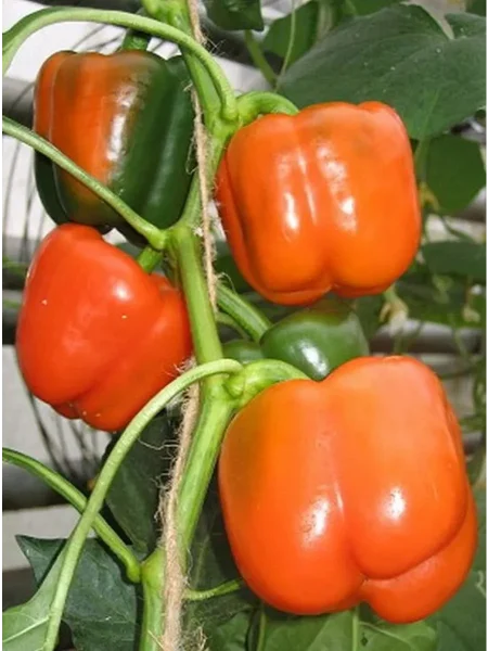 vesnushka-main-188288