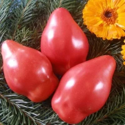 vinni-puh-main-174400