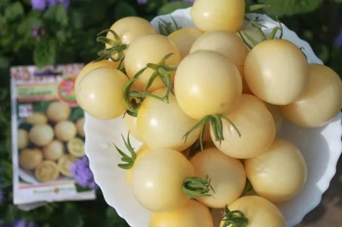 vishnevaya-metel-3-175829