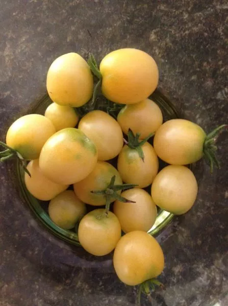 vishnevaya-metel-4-175829