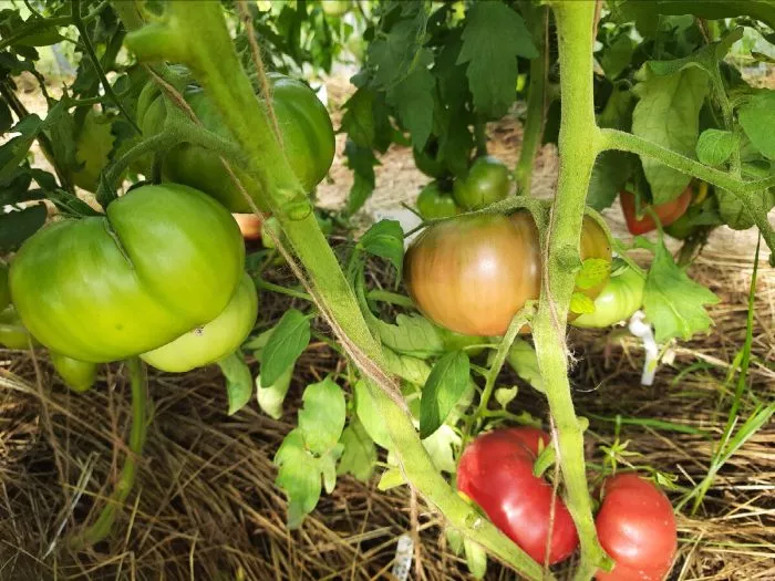 vnuchkina-radost-5-172440