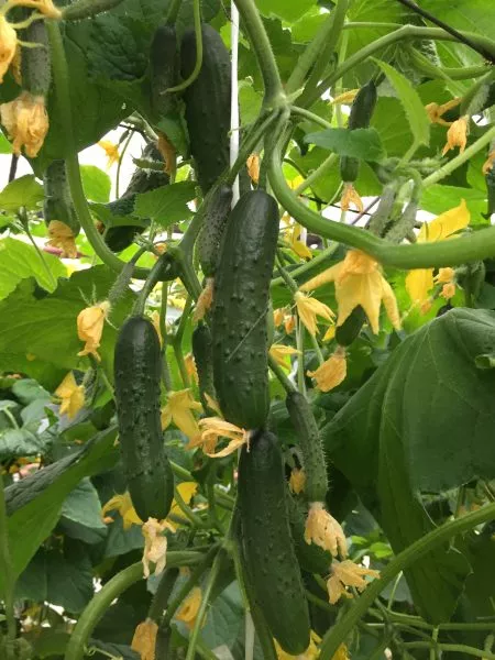 volshebnaya-fleyta-2-200907