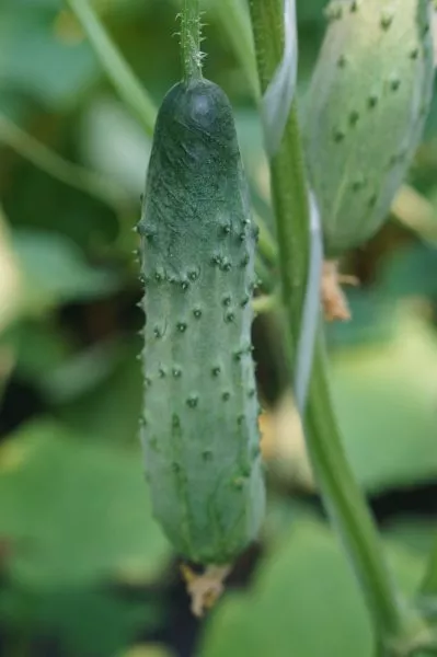 volshebnaya-fleyta-4-200907
