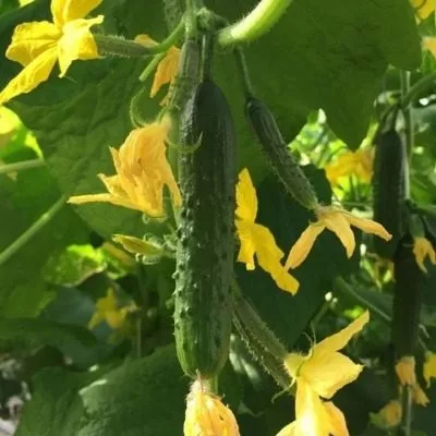 volshebnaya-fleyta-5-200907