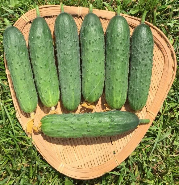 volshebnaya-fleyta-main-200907