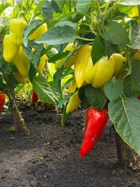 voronezhskiy-1-186395