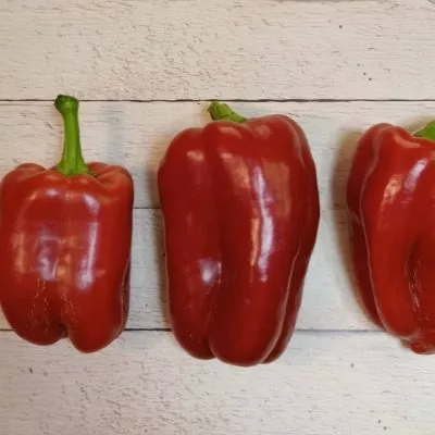 voronezhskiy-10-186395