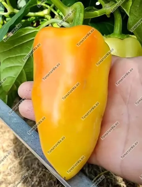 voronezhskiy-4-186395