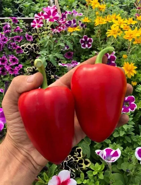 voronezhskiy-5-186395